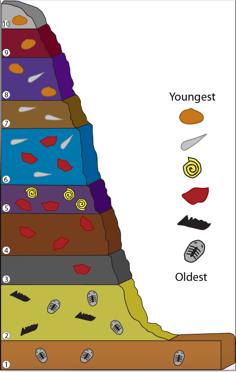 states that the assemblage of fossils in strata changes from base to top of a sequence
-created by William Smith