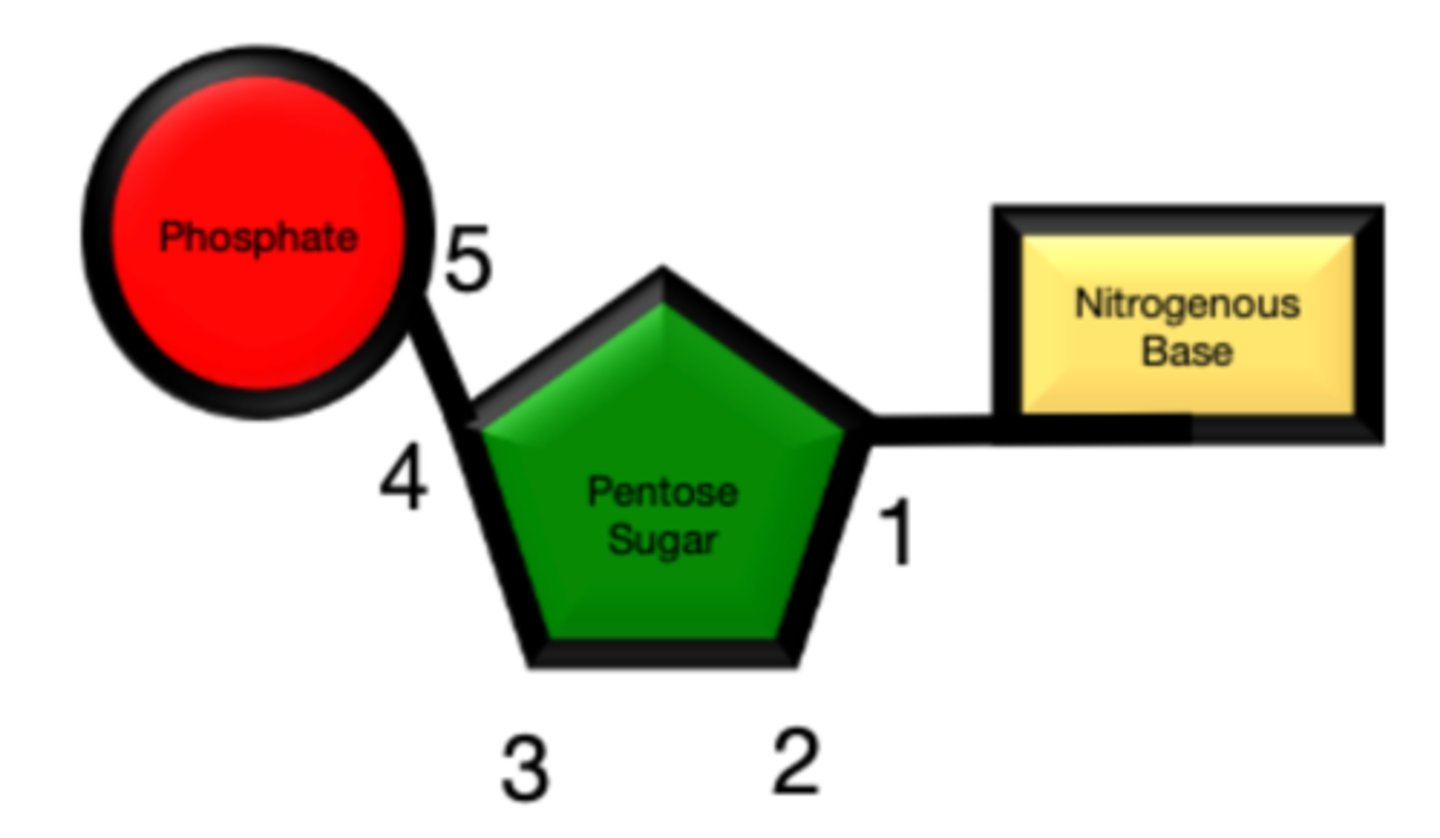 <p>- carbons numbering: 1' carbon is the one with the base, then go clockwise</p><p>- phosphate on 5' carbon reacts with 3' carbon</p><p>- reads up (3→5), writes down (5→3) because it is ANTIPARALLEL</p>