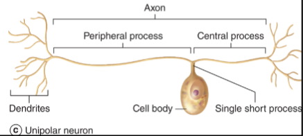 Deze liggen in de achterhoorn van de grijze stof. Deze neuronen hebben dendrieten die fungeren als axonen (geven signalen door vanaf het perikaryon). De zogenaamde axonen ontvangen signalen vanuit de cellichamen in de spinale ganglia. De cellichamen van dit soort neuronen hebben geen functie. Het signaal wordt gelijk doorgegeven van het perifere axon naar het centrale axon.