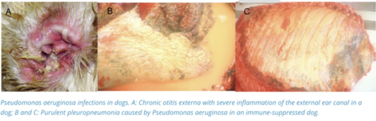 <p>1. Non-fermentative Ubiquitous Freshwater motile rod that infects wounds and damaged tissue, Produces green pigment (pyoverdin) and produces ketones that make it smell like apple cider. Due to temp tolerance, it can infect a wide host range</p><p>2. Infects burns/surgical sites</p><p>3. Canine Otitis Externa, Endometriosis in mares, and surgical site infections. - During wet conditions, it can cause a mild dermatitis and fleece discolouration in wooly Sheep</p><p>4. Treat with floroquinilones, aminoglycosides, beta-lactmas, Polymixin B</p>