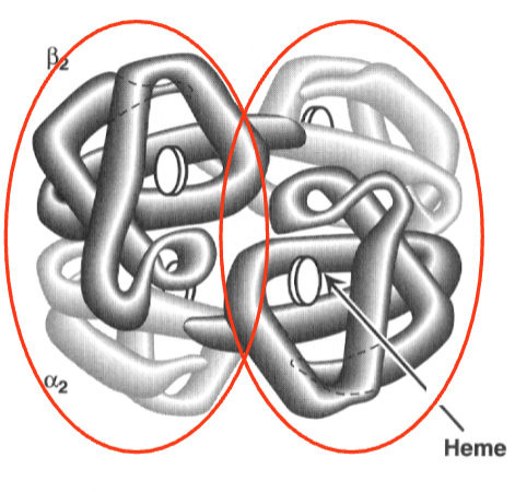 <p>Hb has 2 alpha + 2 beta subunits, alpha subunits in contact w/ beta subunits </p>