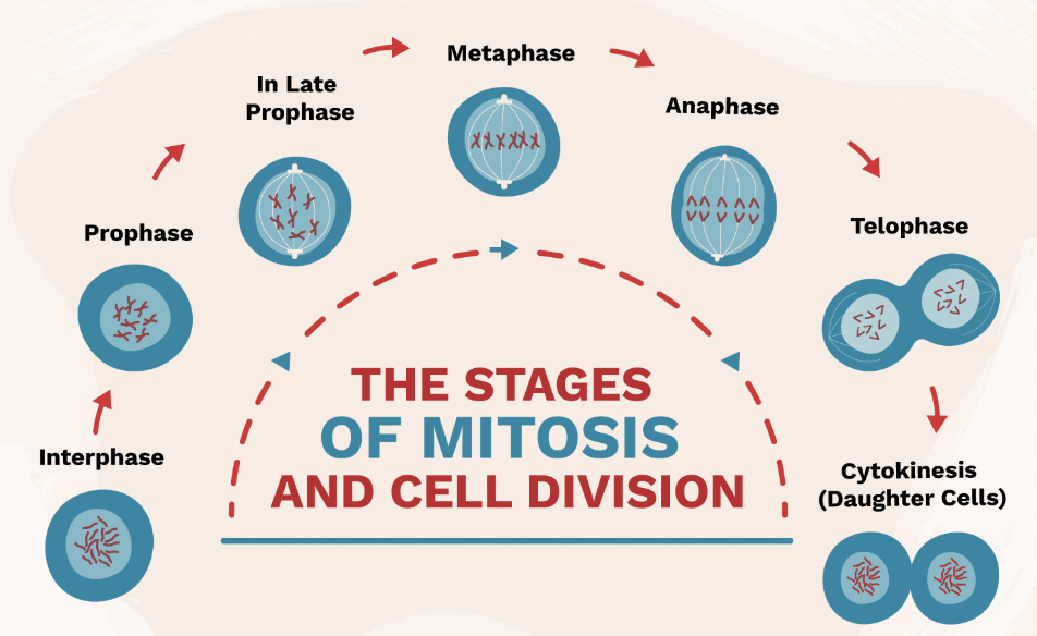 <p>Prophase (Mitosis Step 2)</p>