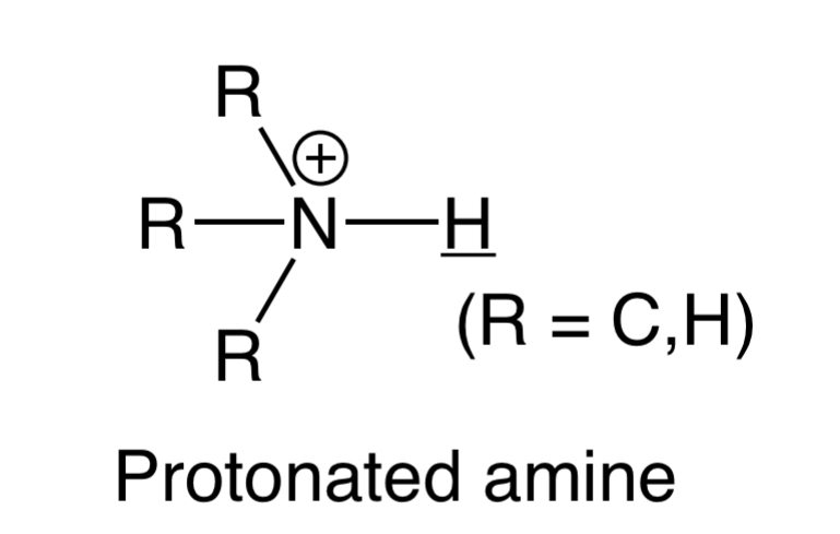 <p>Protonated amine and phenol and proton between two carbonyls</p>