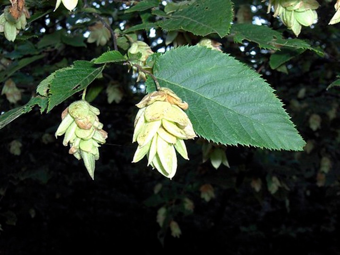 <p>Betulaceae Ostrya virginiana</p>