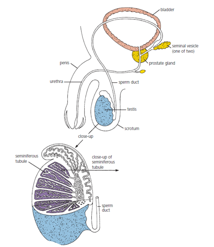 <p>Seminiferous tubules.</p>