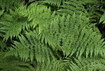 <p>What type of plant is this?</p>