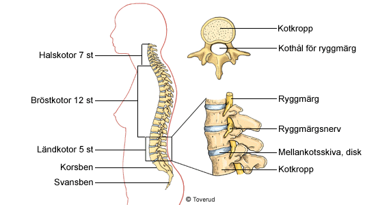 <p><strong>Columns Vertebralis</strong>, omsluter ryggmärgen (33-34 kotor)</p>