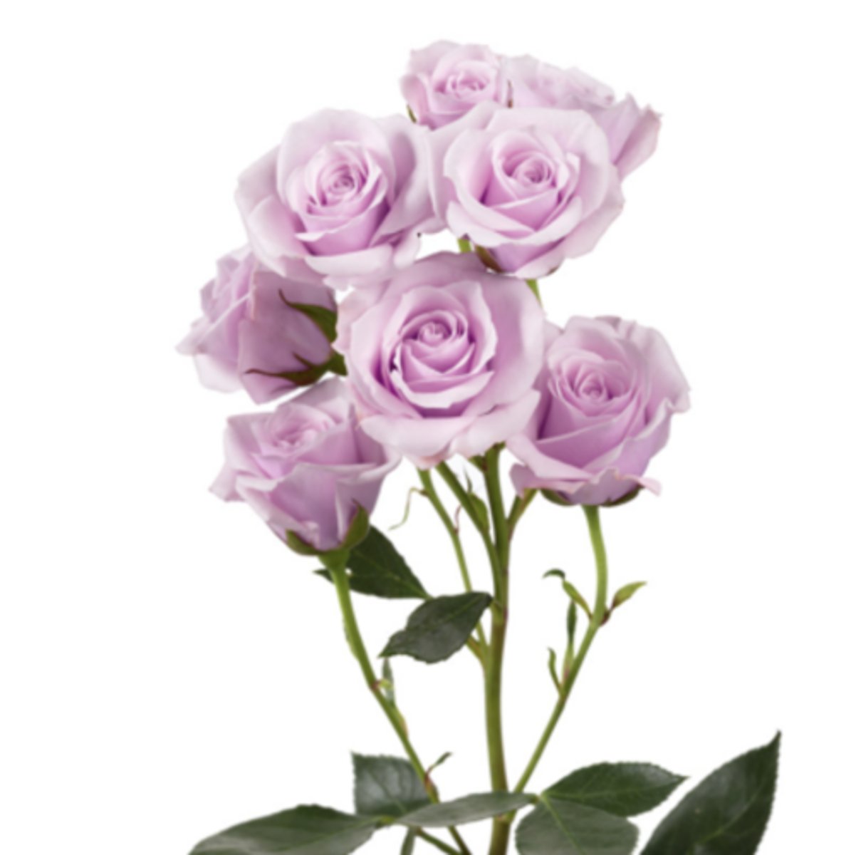 <p>Spray Roses; Mass</p>