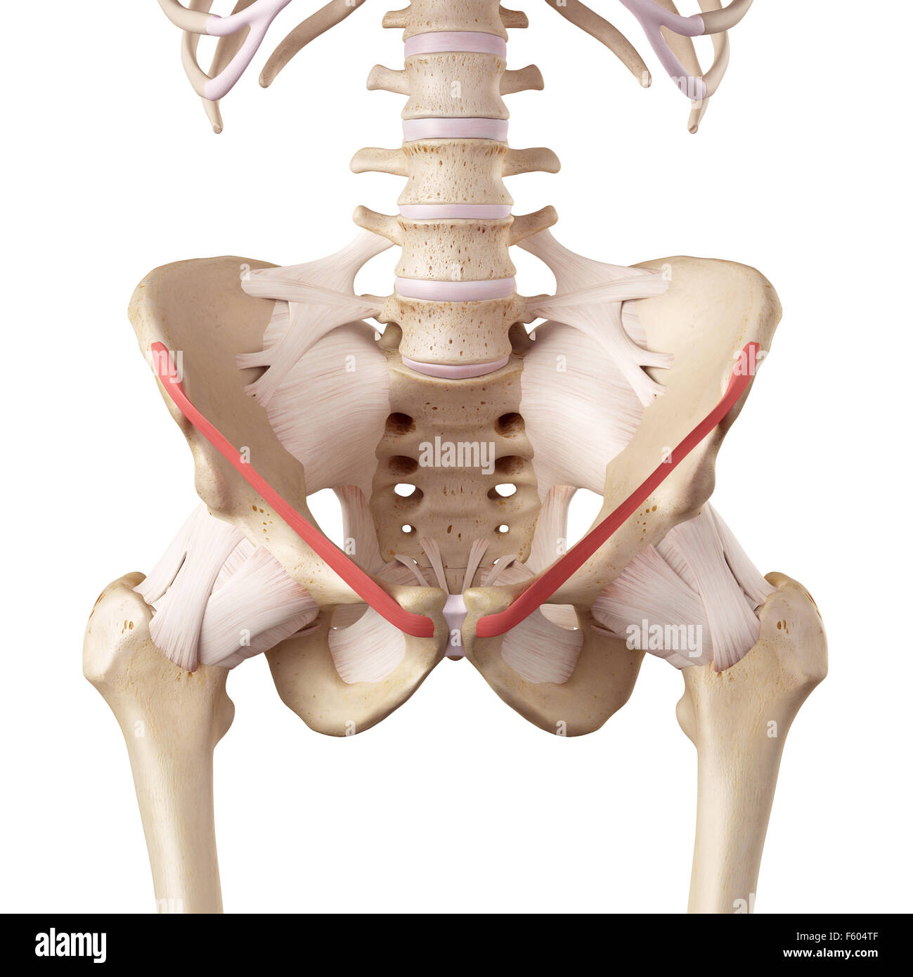 <p>a band of connective tissue running from the pubic bone to anterior superior iliac spine</p>