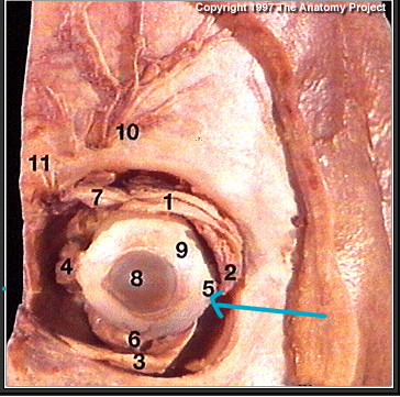 <p>what muscle?(#5)</p>