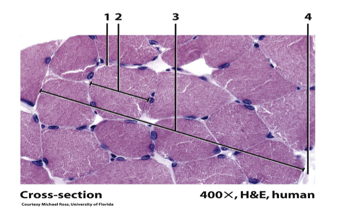 <p>ID the specific tissue type</p>