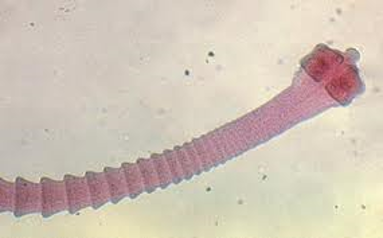 Cestode life cycle