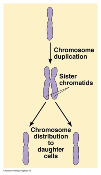 <p>Identical copies of a chromosome; full sets of these are created during the S subphase of interphase.</p>