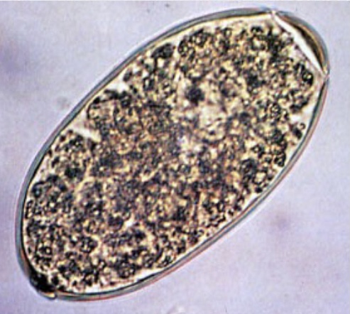 <p>Fecal sedimentation</p>