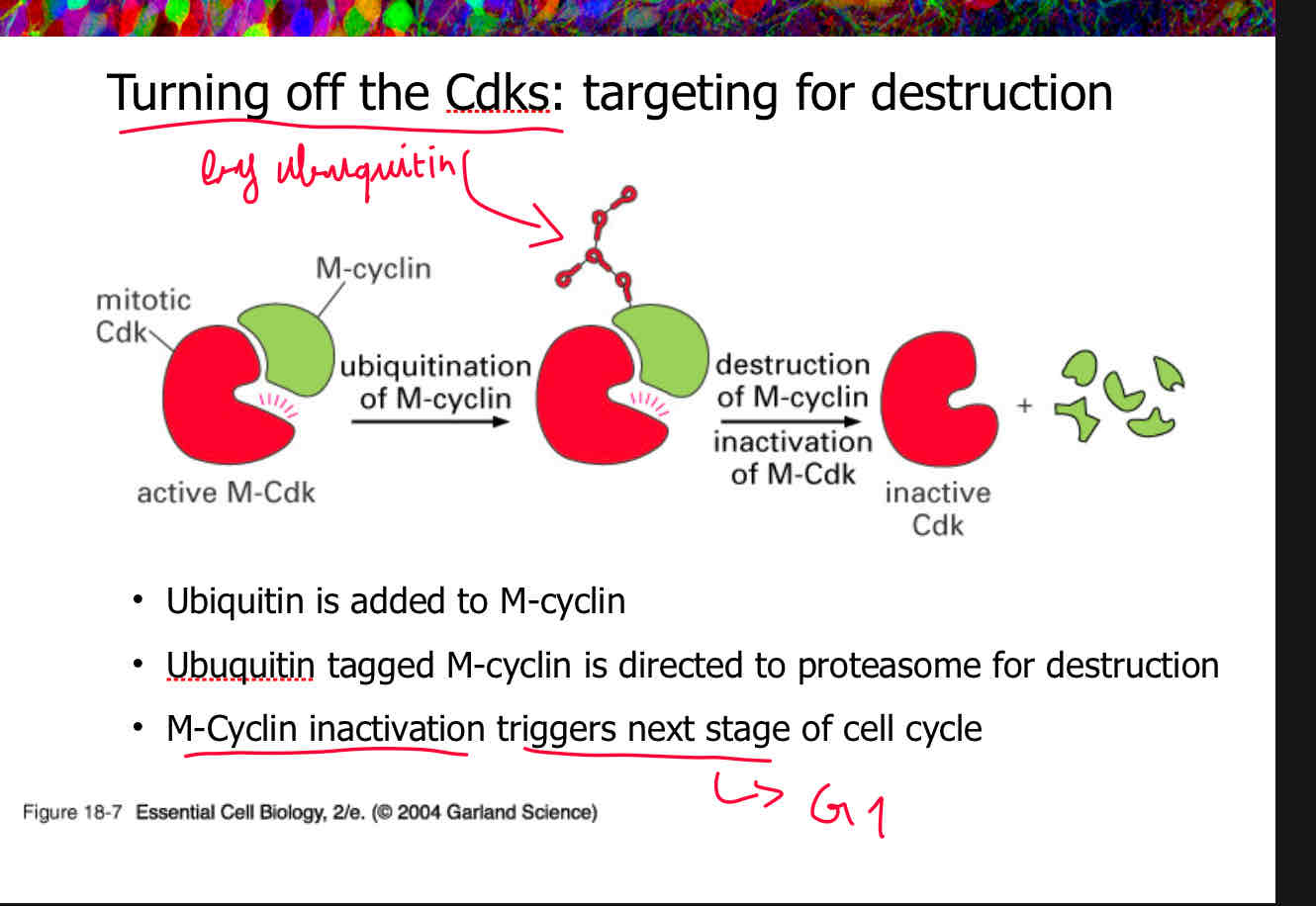 <p>B "(this targeting for destruction is specifically done by UBUQUITIN)</p><p>attach slide 11</p>