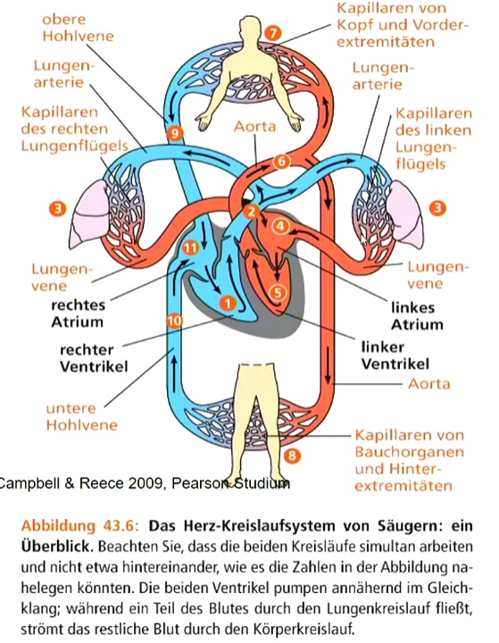 **Doppelter Kreislauf** bei Säugetieren: effiziente Aufnahme von Sauerstoff in Lunge und effiziente Versorgung der Körperorgane durch zweimaligen Durchlauf des Blutes durch Herzventrikel

\
1-3: Blut aus rechtem Ventrikel durch Lungenarterie in Lunge gepumpt 

4: Blut fließt mit Sauerstoff beladen durch Lungenvene ins linke Atrium zurück 

5-7: Blut aus linkem Ventrikel durch Aorta in den Körper gepumpt 

7-11: Blut fließt aus Kapillaren ins Venensystem und durch untere und obere Hohlvene zurück ins rechte Atrium des Herzens