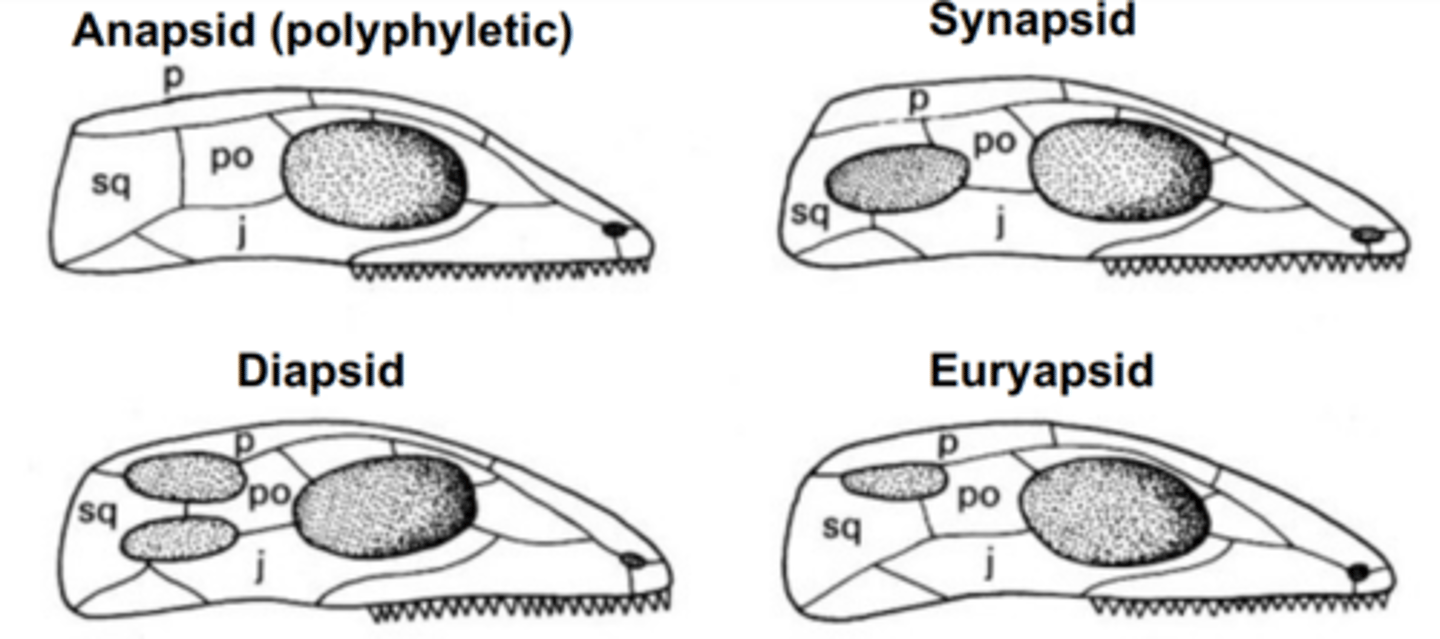 <p>anapsid, synapsid, diapsid</p>