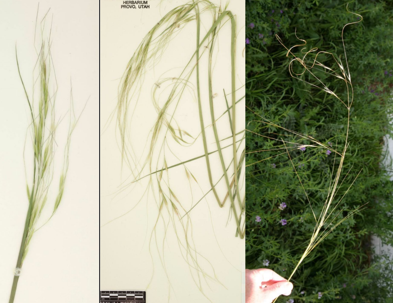 <p>Long awn, wavy</p><p>Glumes end in long point</p><p>1 floret/spikelet</p>