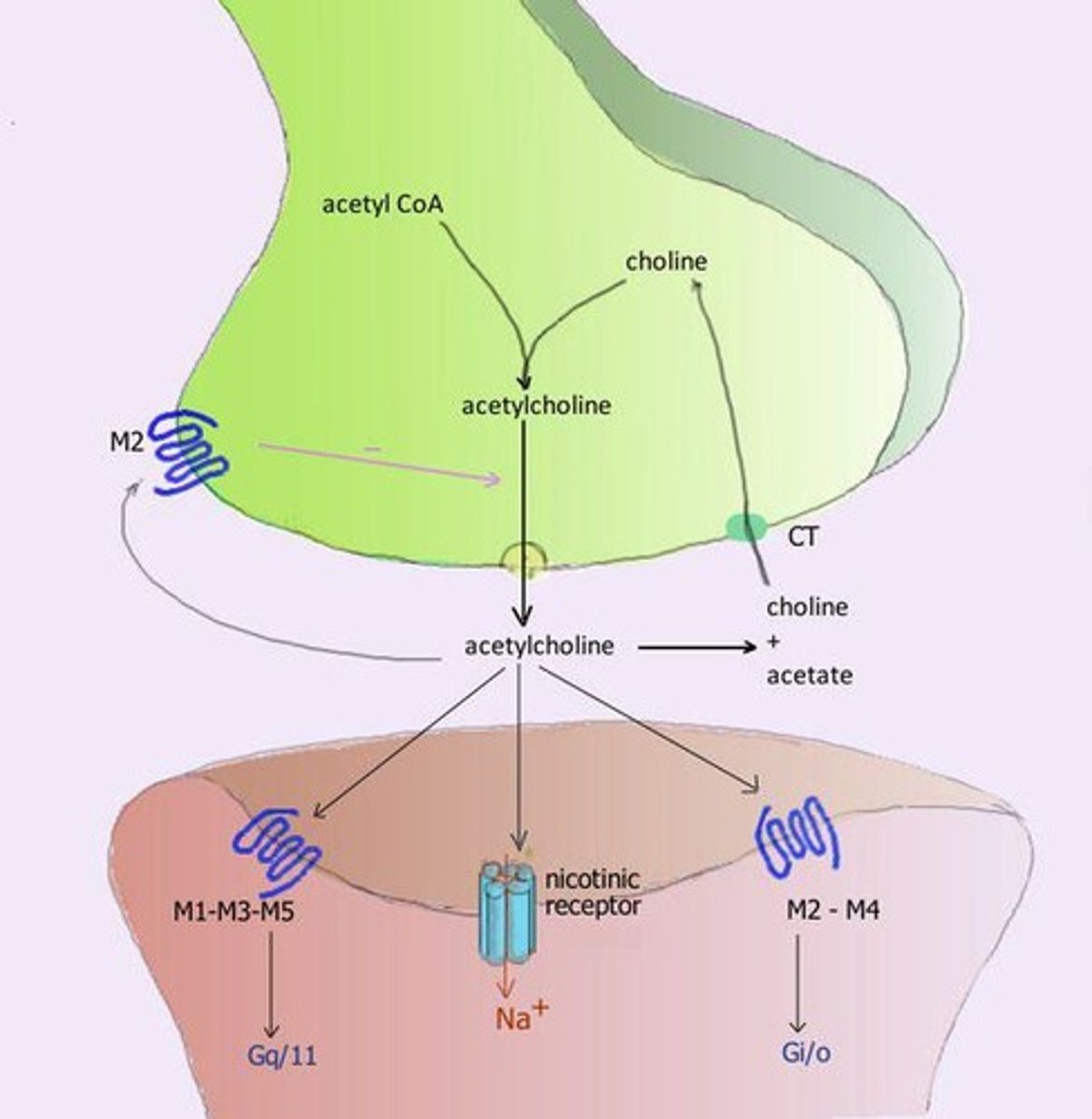 <p>A quaternary amine and the prototype for directly acting cholinergic agonists.</p>