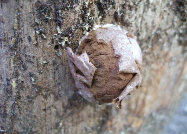 <p>a cushion or puffball shaped sporocarop where almost all of the tissues become spores</p>