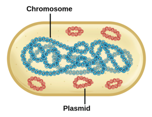<ul><li><p>it is the genetic structure of  bacteria/ bacterial chromosome </p></li><li><p>its a double stranded DNA ( dsDNA ) that is supercoiled </p></li><li><p>not enclosed by a membrane </p></li><li><p>it contains one copy of a gene-haploid </p></li></ul><p></p>