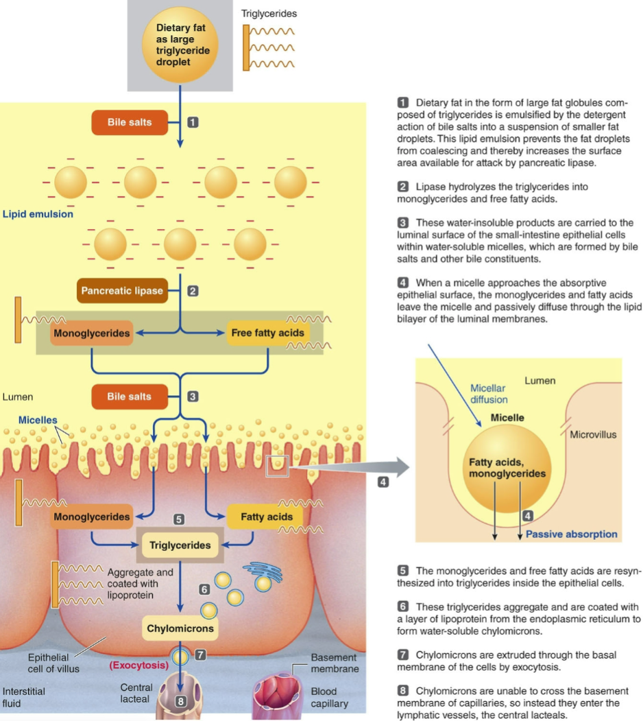 <p>once micelles reach the epithelial cells, <mark data-color="yellow" style="background-color: yellow; color: inherit">monoglycerides &amp; free fatty acids diffuse across the luminal membrane</mark></p><ul><li><p>reassembled into triglycerides inside epithelial cells</p></li><li><p><strong>chylomicrons</strong>, containing triglycerides, are extruded by exocytosis into the interstitial fluid &amp; picked up by lacteals</p></li></ul><p></p>
