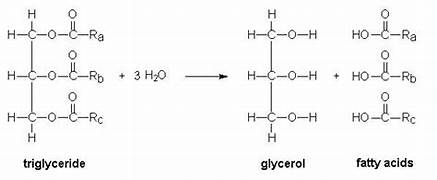 <p>1-3 fatty acids bonded to a glycerol through dehydration synthesis. Stores 2X the amount of energy of carbohydrates</p>