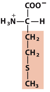 <p>Which amino acid is this?</p>