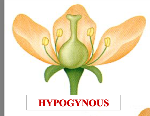 <p>hypogynous</p>