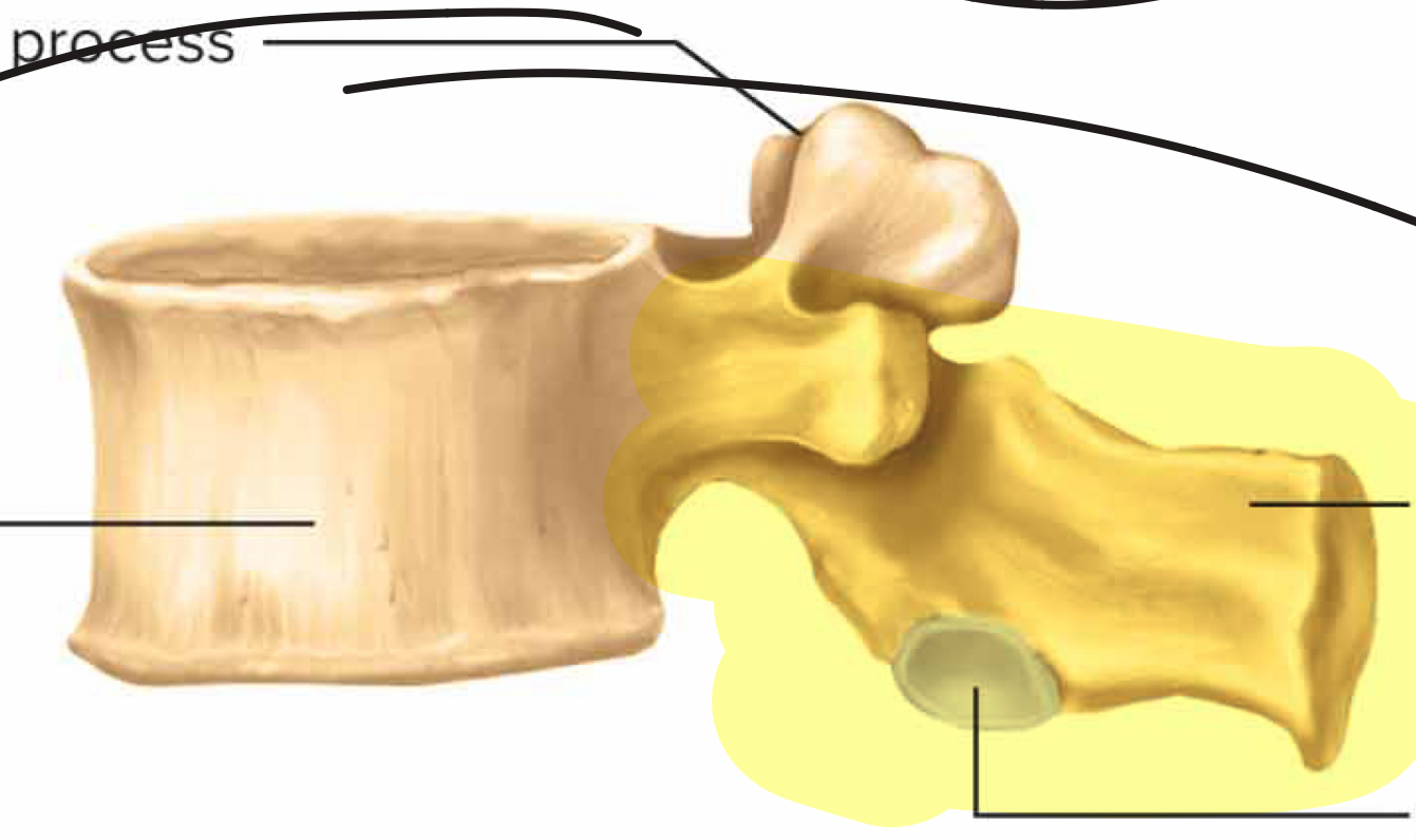 <p>What part of the vertebra is this?</p>