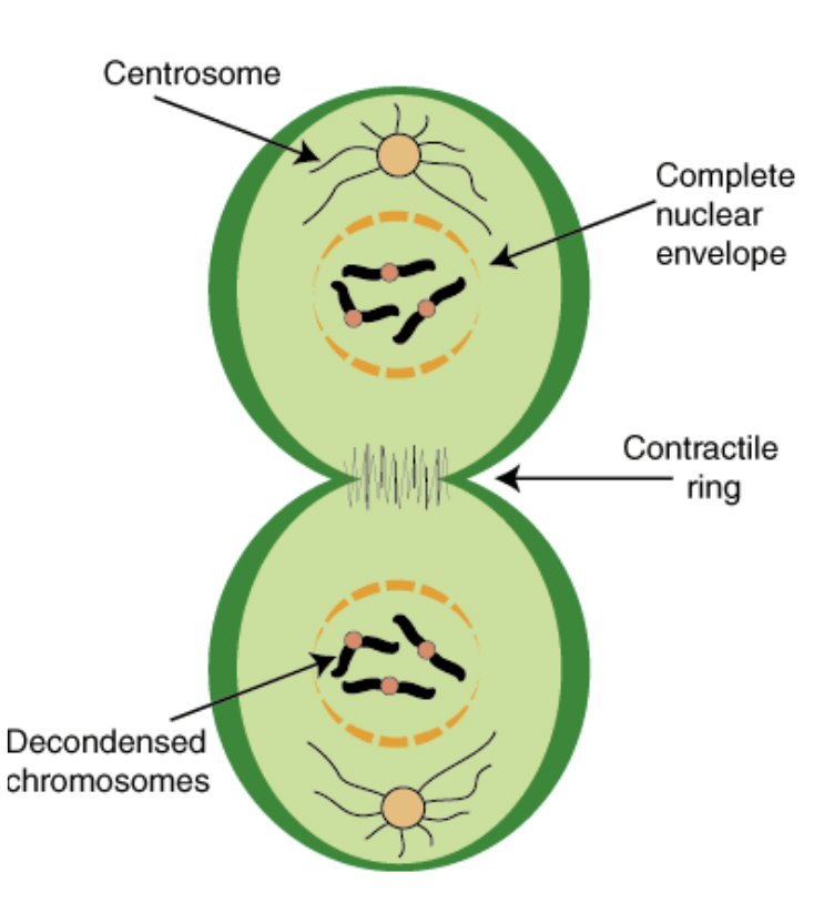 <ul><li><p><span style="background-color: transparent; font-family: "Proxima Nova", sans-serif;"><span>Chromosomes arrive at opposite poles</span></span></p></li><li><p><span style="background-color: transparent; font-family: "Proxima Nova", sans-serif;"><span>Daughter nuclei form</span></span></p></li><li><p><span style="background-color: transparent; font-family: "Proxima Nova", sans-serif;"><span>Chromosomes disperse</span></span></p></li><li><p><span style="background-color: transparent; font-family: "Proxima Nova", sans-serif;"><span>Spindle fibers disperse</span></span></p></li><li><p><span style="background-color: transparent; font-family: "Proxima Nova", sans-serif;"><span>Cytokinesis begins</span></span></p></li></ul><p></p>