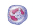 <p>name, amount in blood, and function</p>