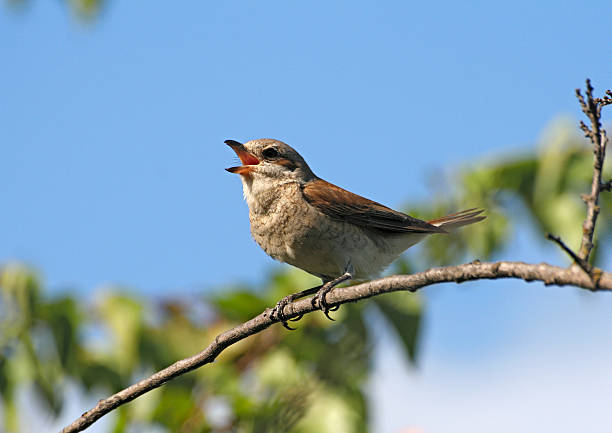 <p>Birds chirping </p>