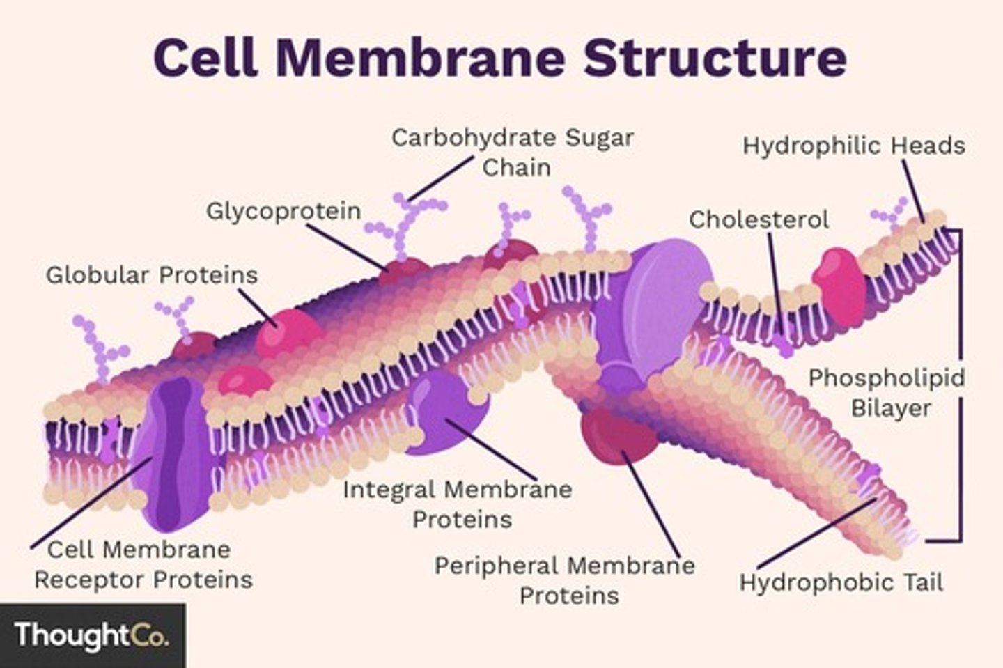 <p>A semipermeable membrane that surrounds the cell, separating the interior from the external environment.</p>