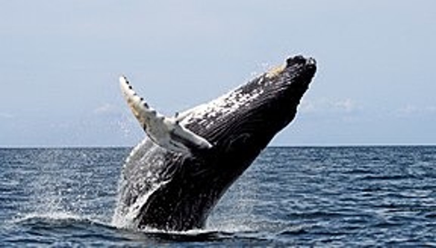 <p>whale</p>