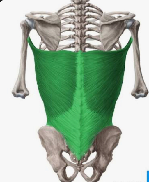 <p>latissimus dorsi</p>