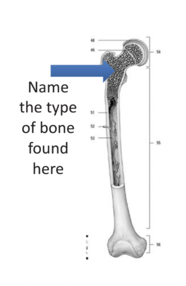 <p>Name the type of bone found here</p>
