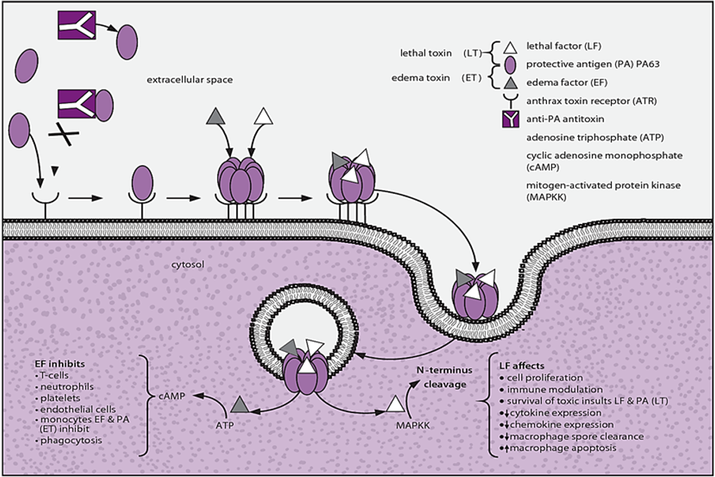 <p>What are the <strong>three factors </strong>(not yet functional toxins) produced by Bacillus anthracis?</p>