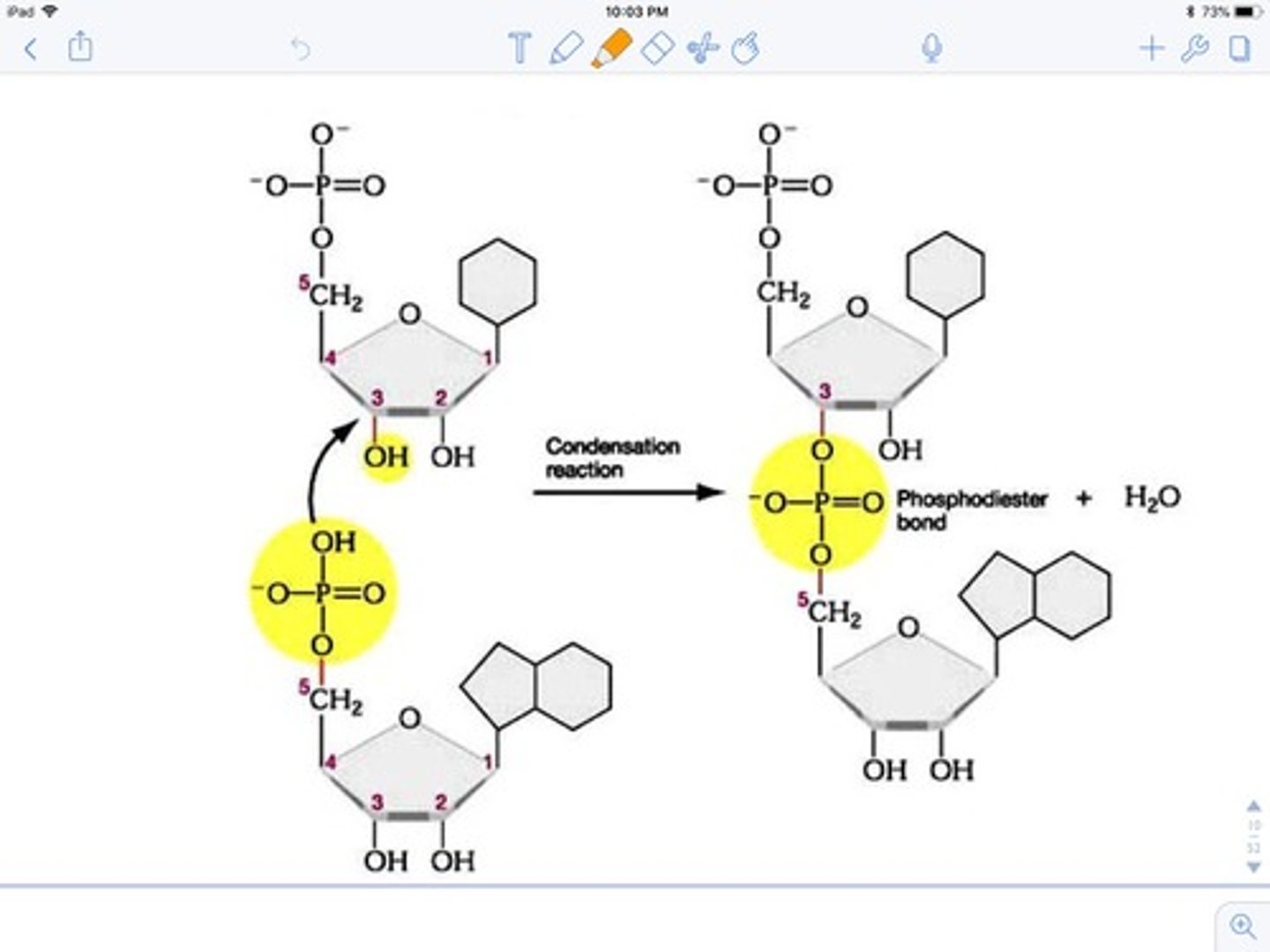 <p>nucleotides added together bc of OH on 3' and OH on phosphate group --> release water as the 2 nucleotides bond together</p>