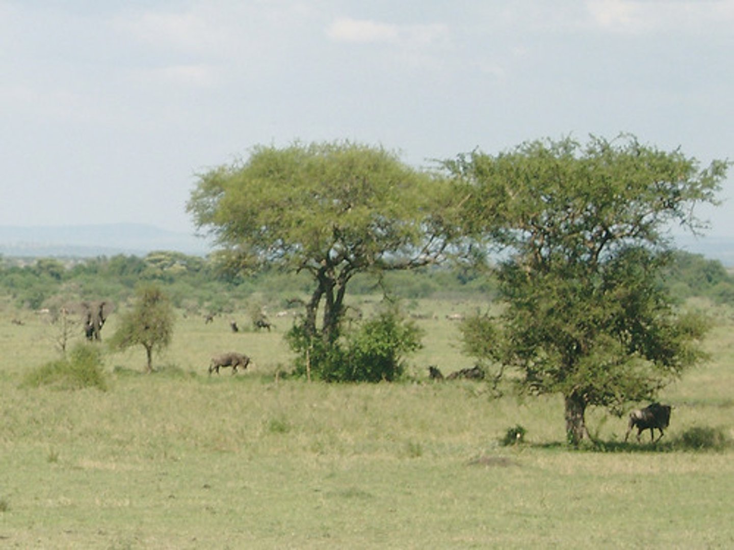 <p>The savanna has the largest diversity of herbivores and mammals in the world.</p>