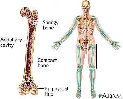 columnar-shaped bones as in the arms, hands, legs, and feet, that have shollow shank and a honeycombed structure of bone at each end
