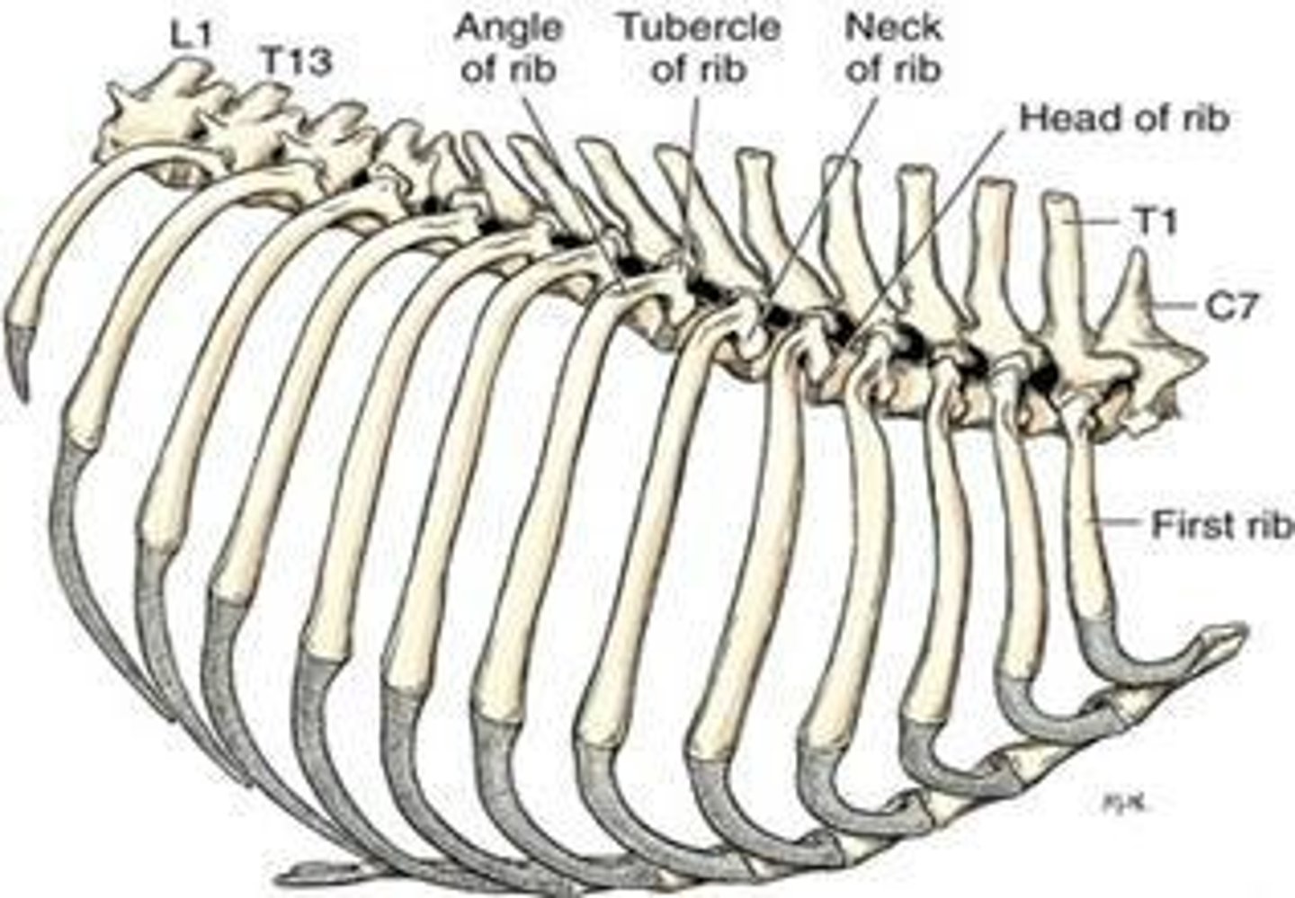 <p>The part of the skeleton that consists of the skull, vertebral column, ribs, and sternum.</p>