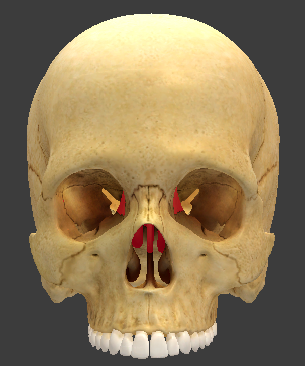 <p>What structure is highlighted in red?</p>