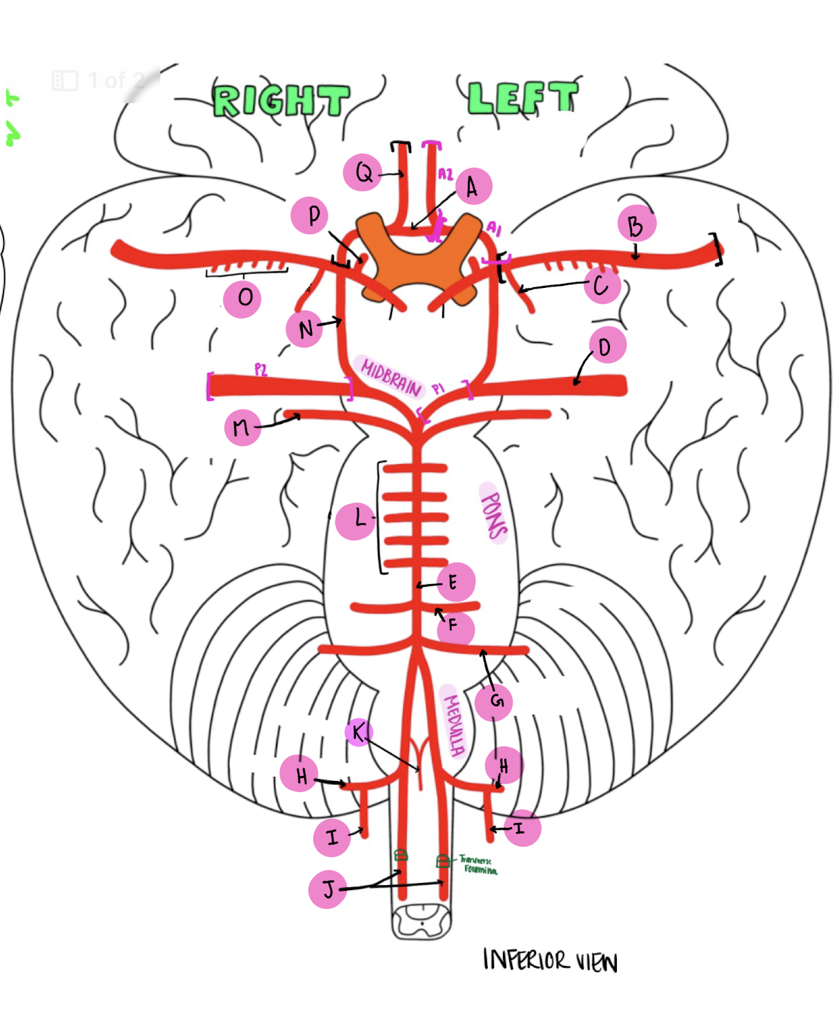 <p>What artery is labeled P?</p>