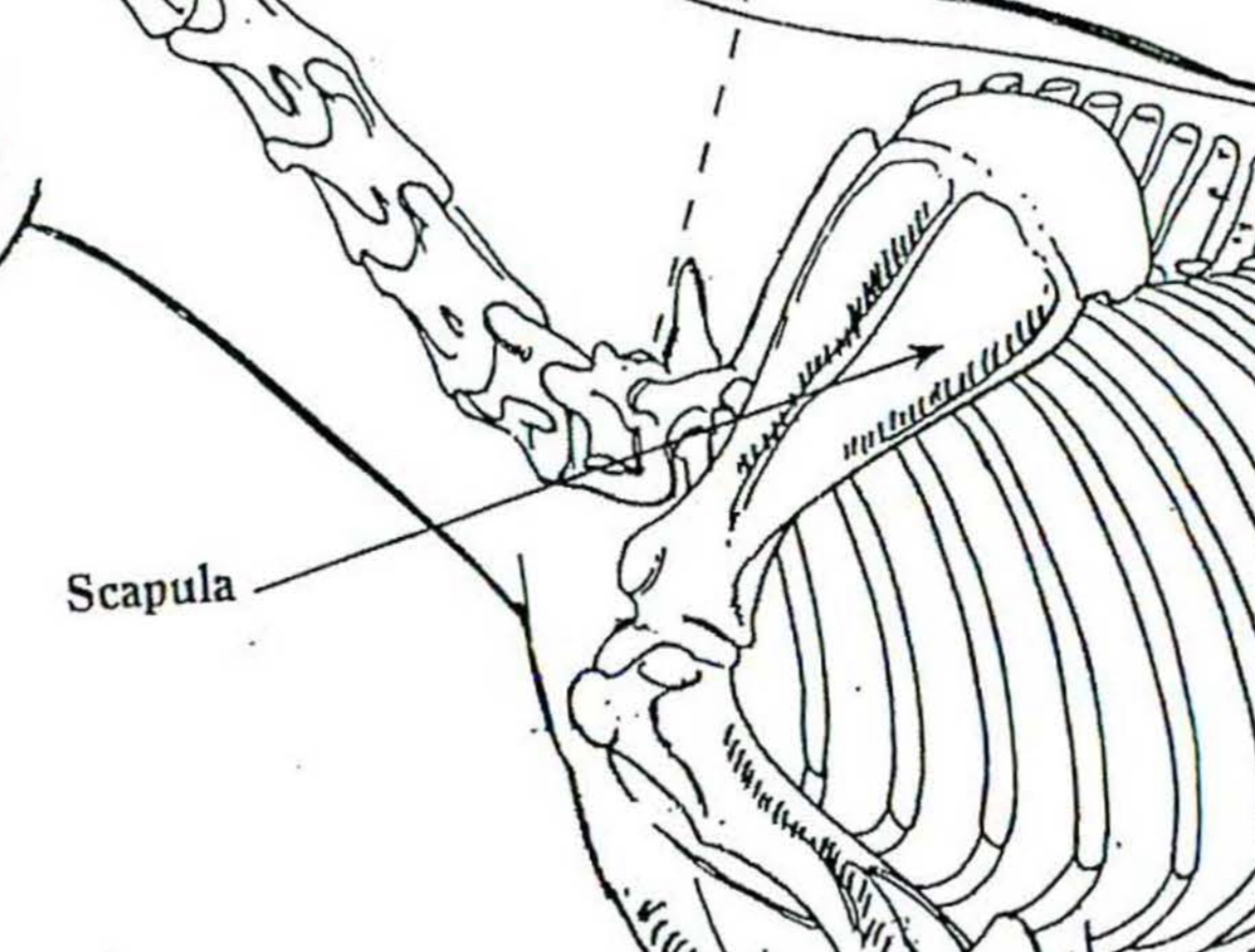 <p>Scapula</p>