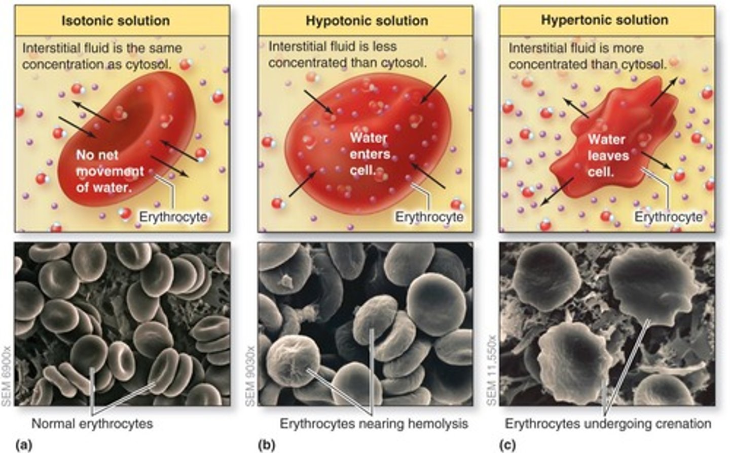 <p>Causes no net movement of water</p>