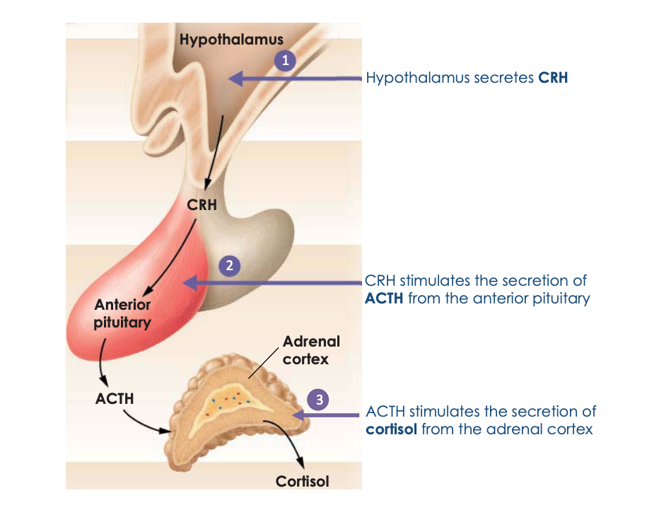 <p>known as the hypothalamic-pituitary-adrenal axis (HPA axis) </p>