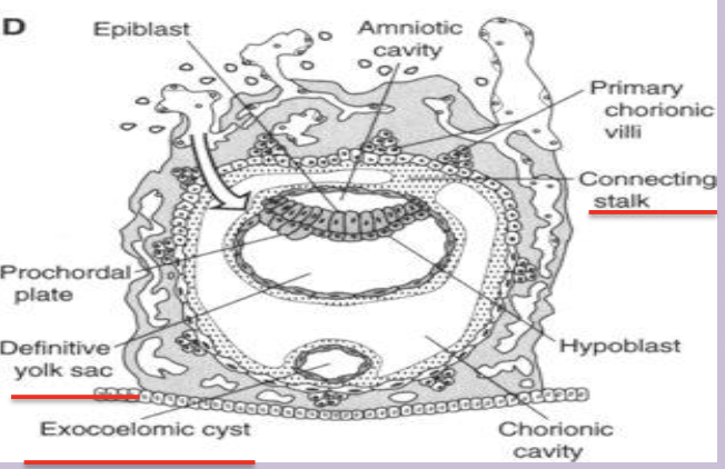 <p>Extraembryonic coelom (chorionic cavity)</p>