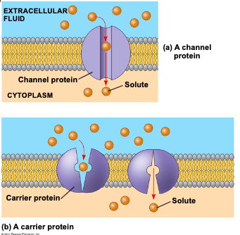 <ol><li><p>Channel proteins</p></li><li><p>Carrier proteins</p></li></ol>