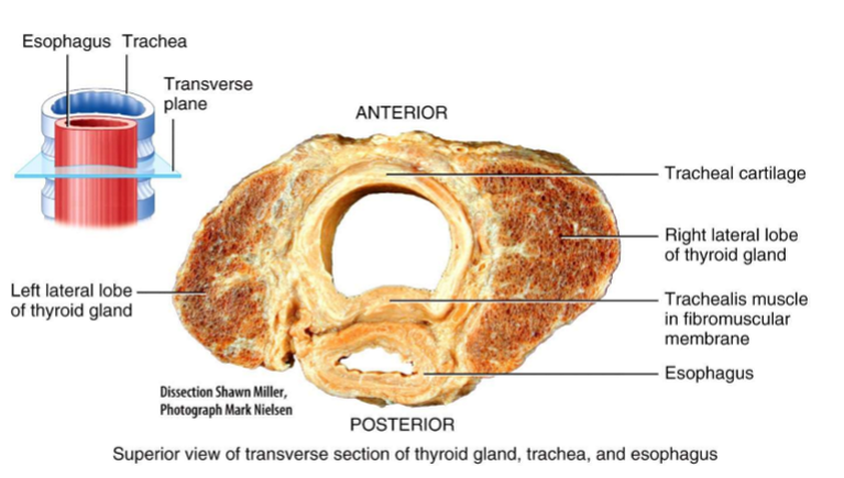 <ul><li><p>Extends from larynx to the primary bronchi</p></li><li><p>Branches into a right primary bronchus (enters right lung) + a left primary bronchus (enters the left lung)</p></li><li><p>Lungs = paired organs in the thoracic cavity</p></li></ul><p></p>